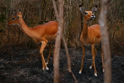 east africa, picture 14: akagera. click on the image to go to the next picture